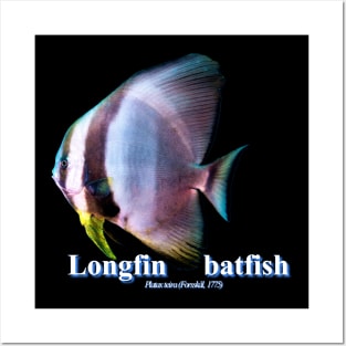 Longfin batfish Posters and Art